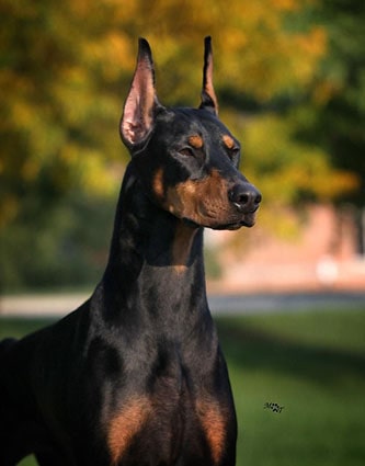 Доберман